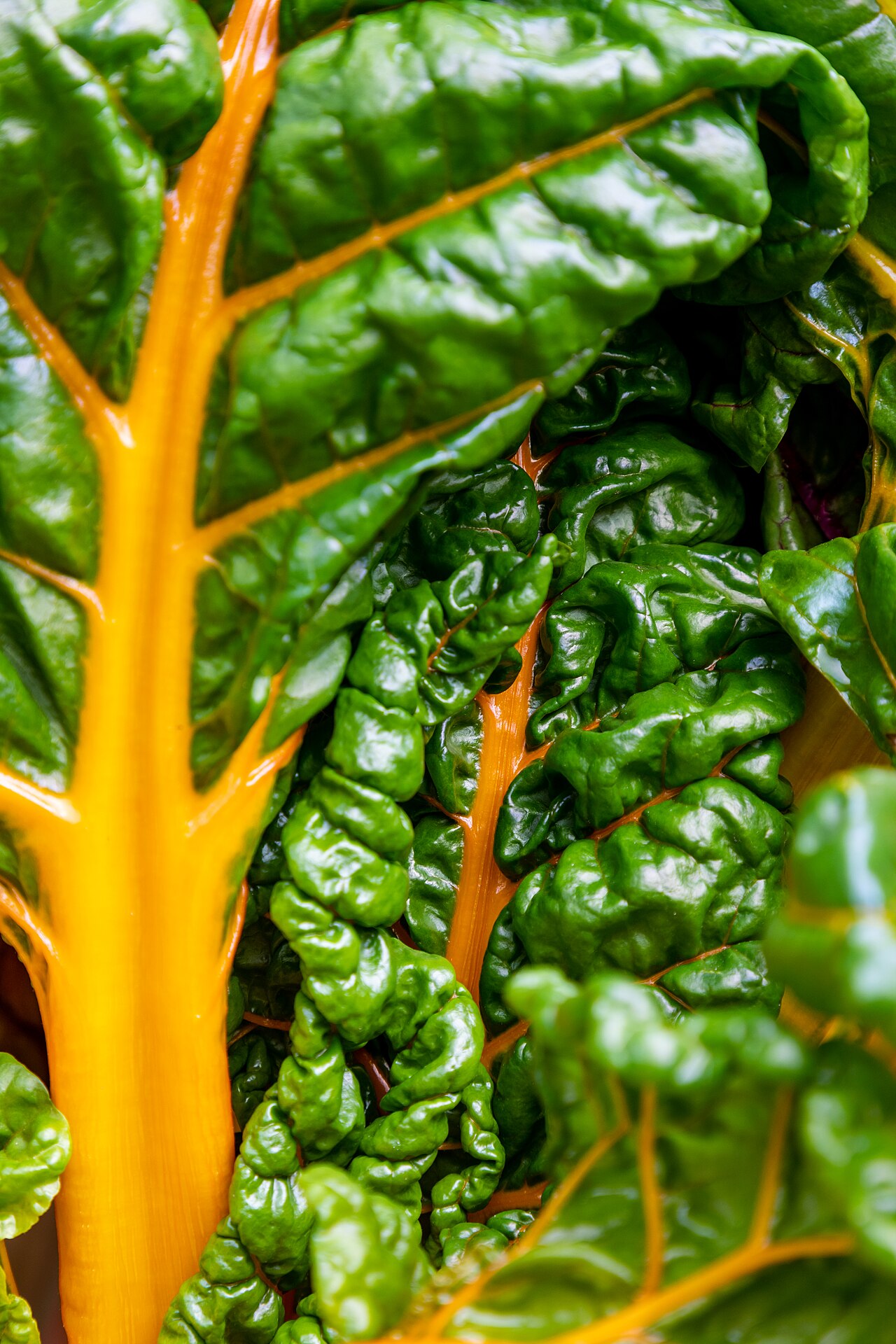 Münster, Botanischer Garten, Mangold -- 2019 -- 7371 (Chard)