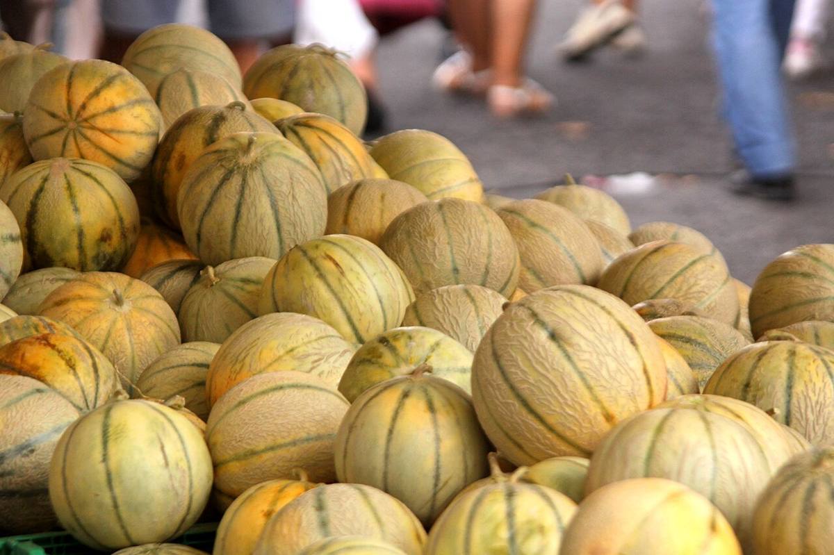 Fresh charentais melon