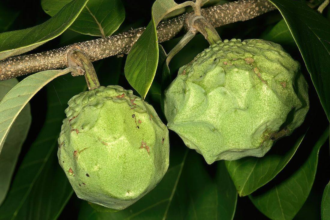 Annona cherimola 1DS-II 3-0536 (Cherimoya)