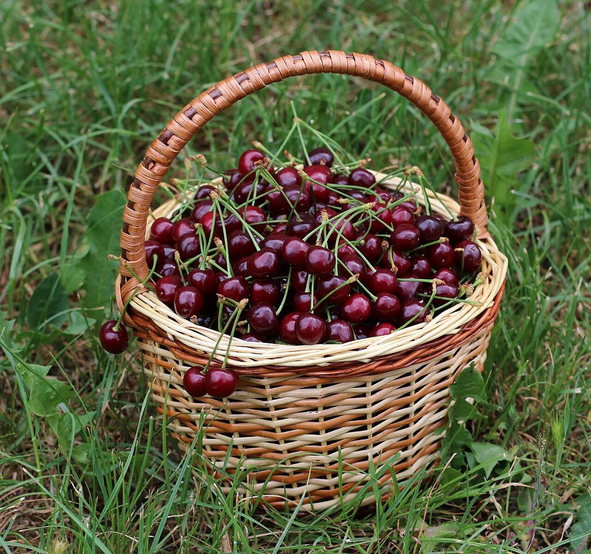Kirschholzbrett -- 2021 -- 7656 (Cherries)