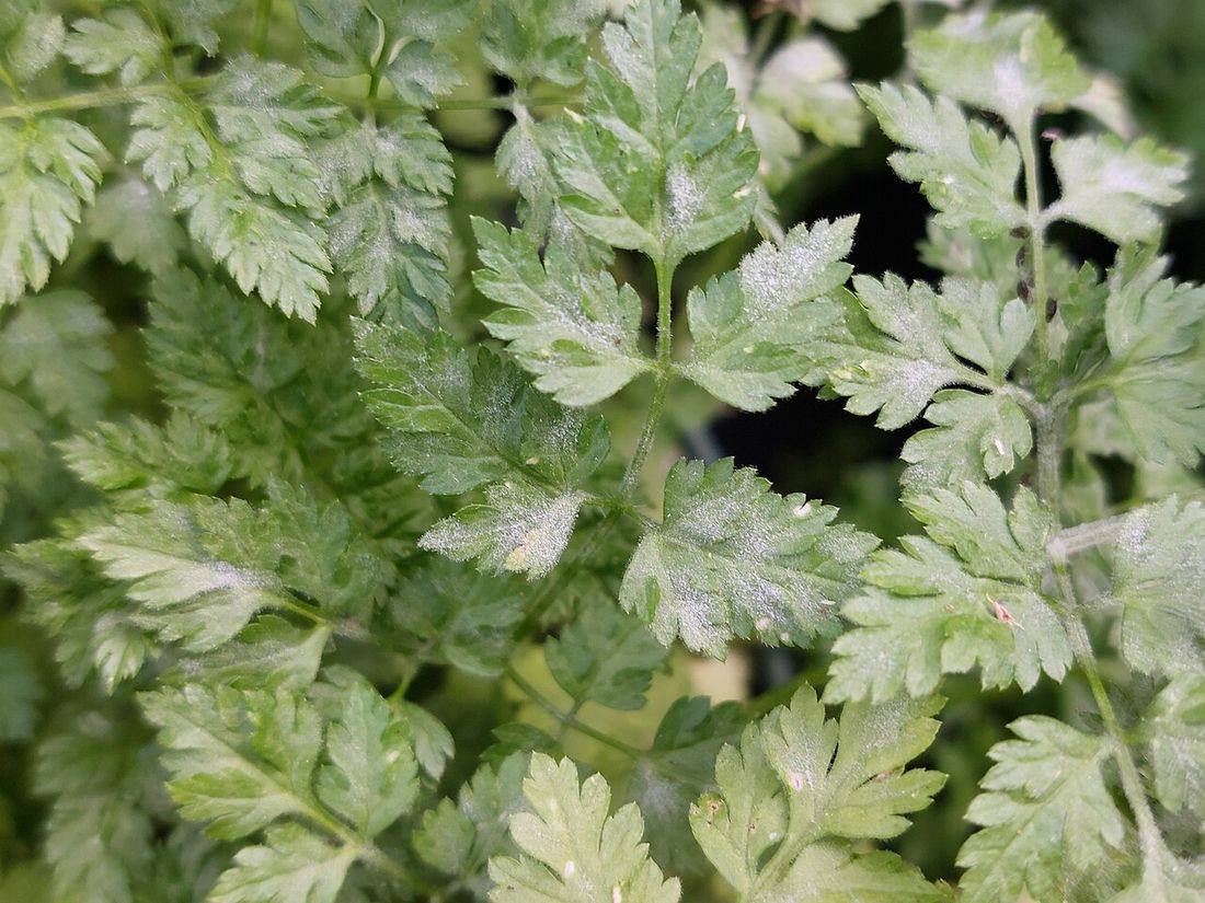 Kerbel (Anthriscus cerefolium) mit Echter Mehltau (Erysiphe heraclei) Befall, Schlaghecken (Chervil)