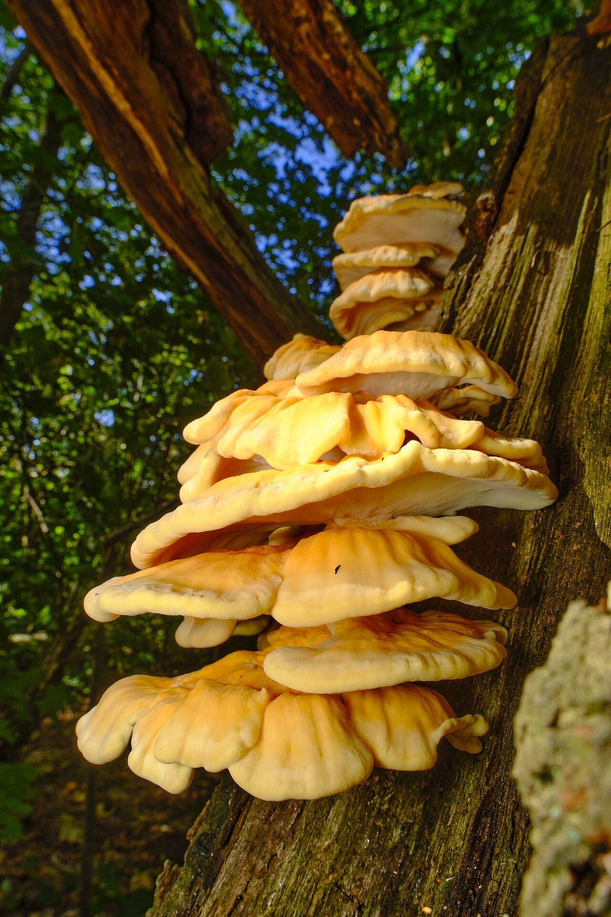 Laetiporus sulphureus 2017 G01 (Chicken Of The Woods)