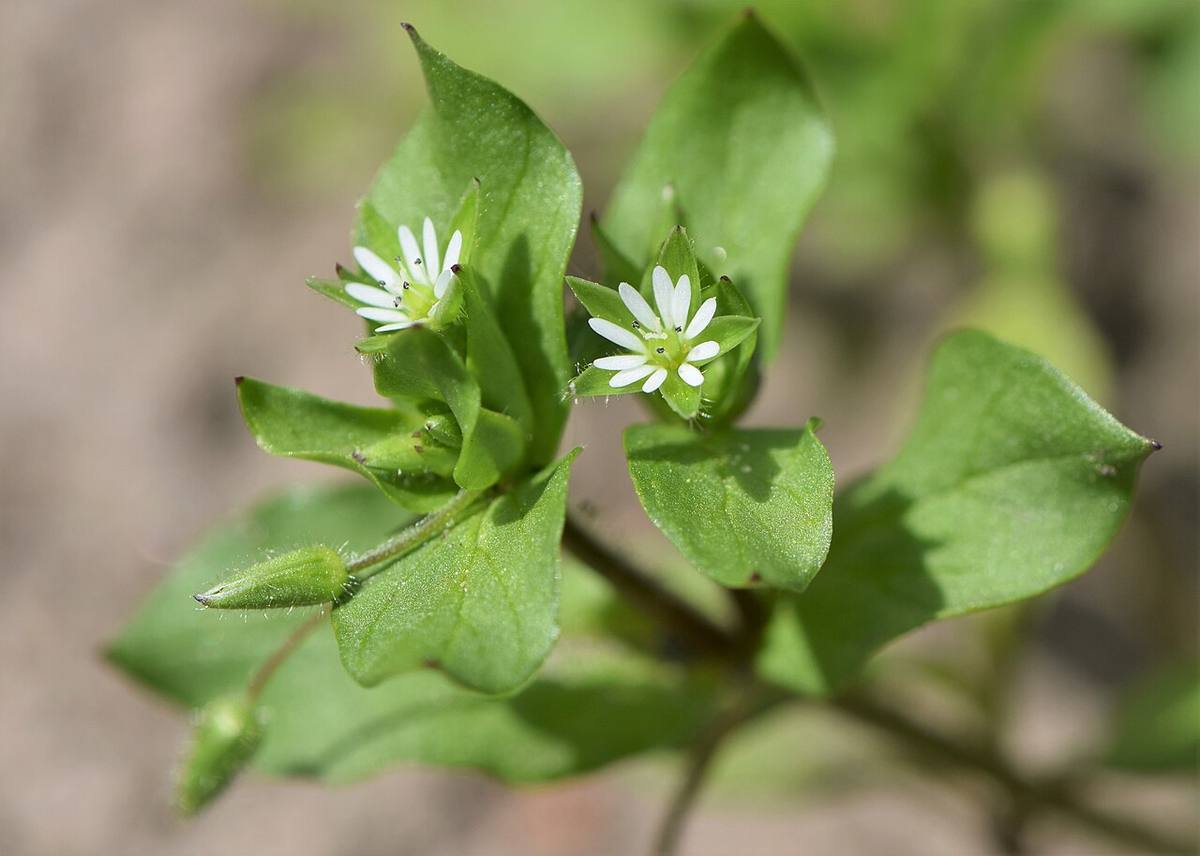 Stellaria media 3 RF (Chickweed)