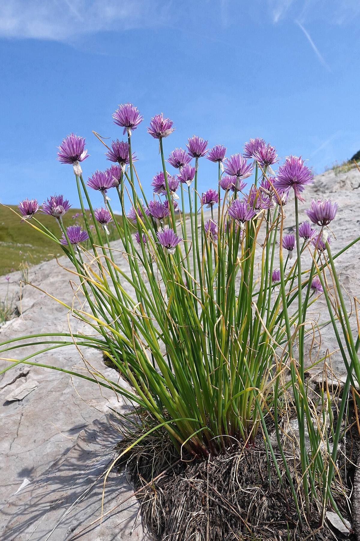 Allium schoenoprasum kz01 (Chives)