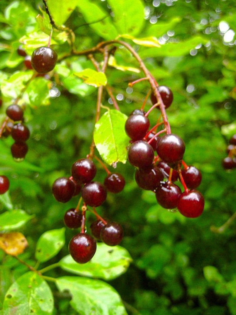 chokecherries