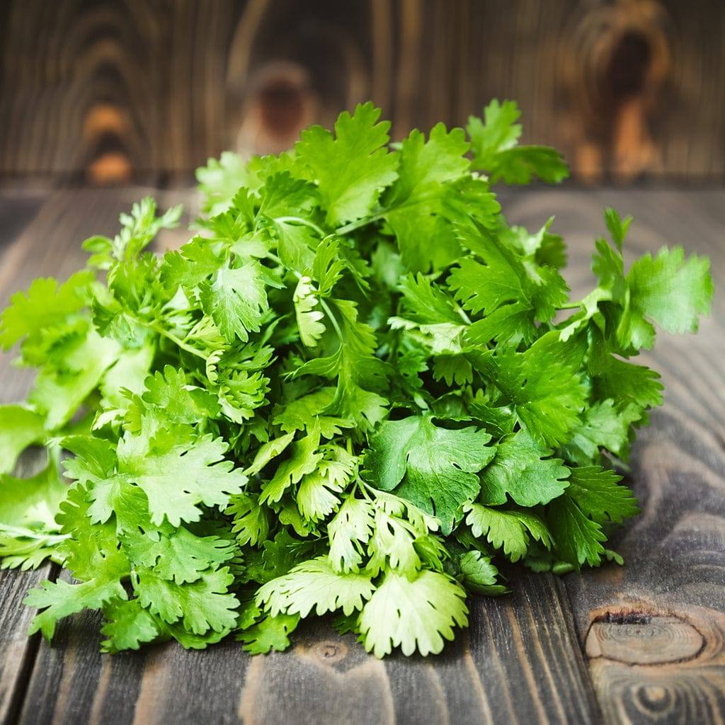 Fresh Cilantro