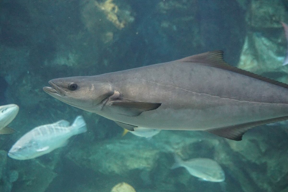 Cobia — representative photograph from Wikimedia Commons