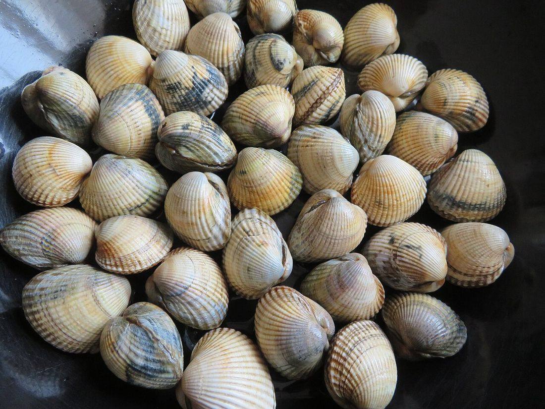Almejas berberechos (Cardiidae) (Cockles)