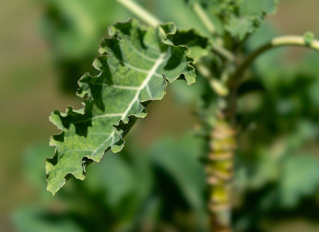 Collard Greens — photograph from Wikimedia Commons