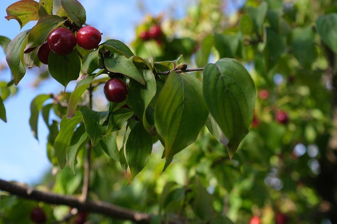 Berries of Cornelian Cherry - geograph.org.uk - 6427131 (Cornelian Cherries)