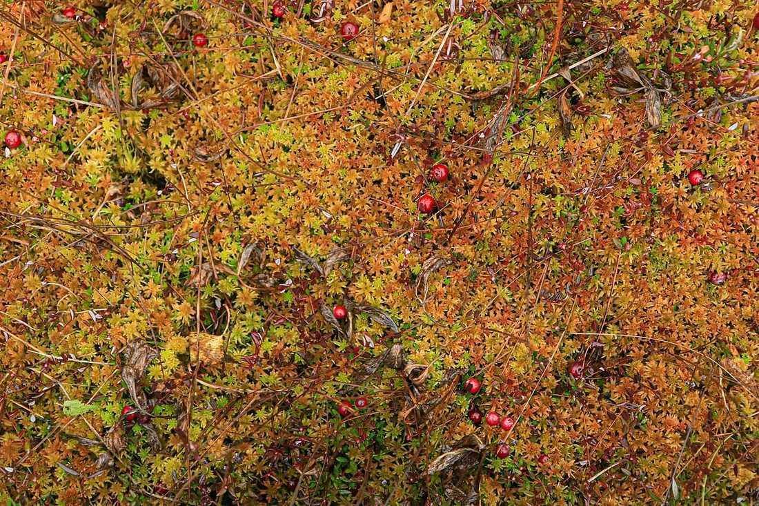 Cranberry and moss (Cranberries)