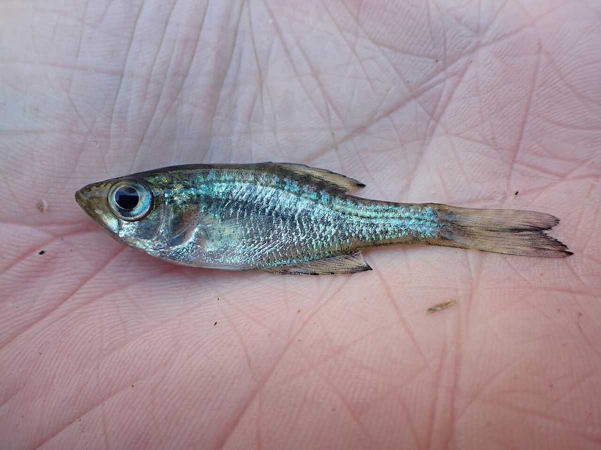 Crappie — representative photograph from Wikimedia Commons