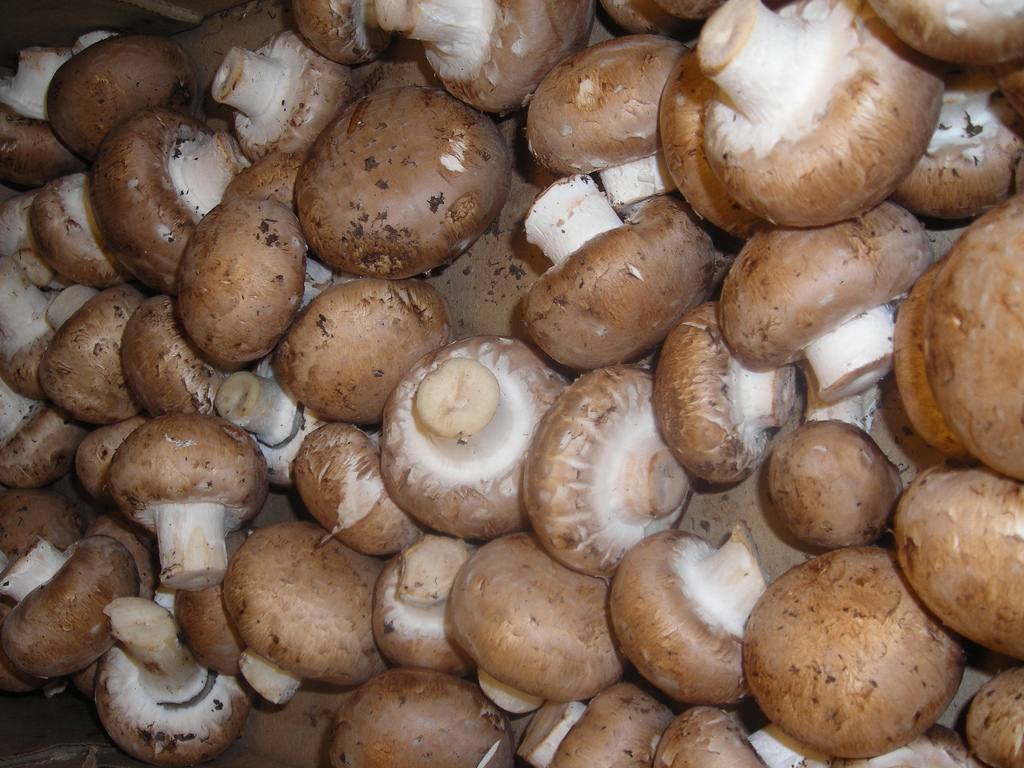 Cremini Mushrooms — photograph from Wikimedia Commons