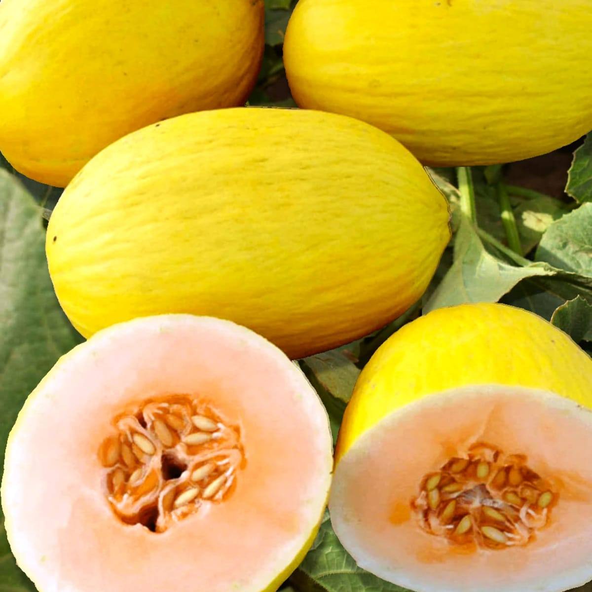 Fresh crenshaw melon