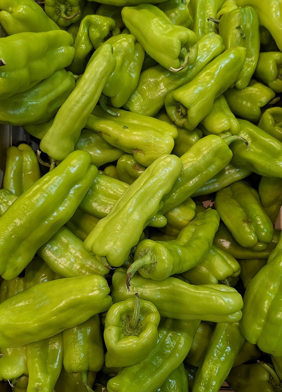 Cubanelle pepper plant with flowers and emerging fruit (Cubanelle Peppers)
