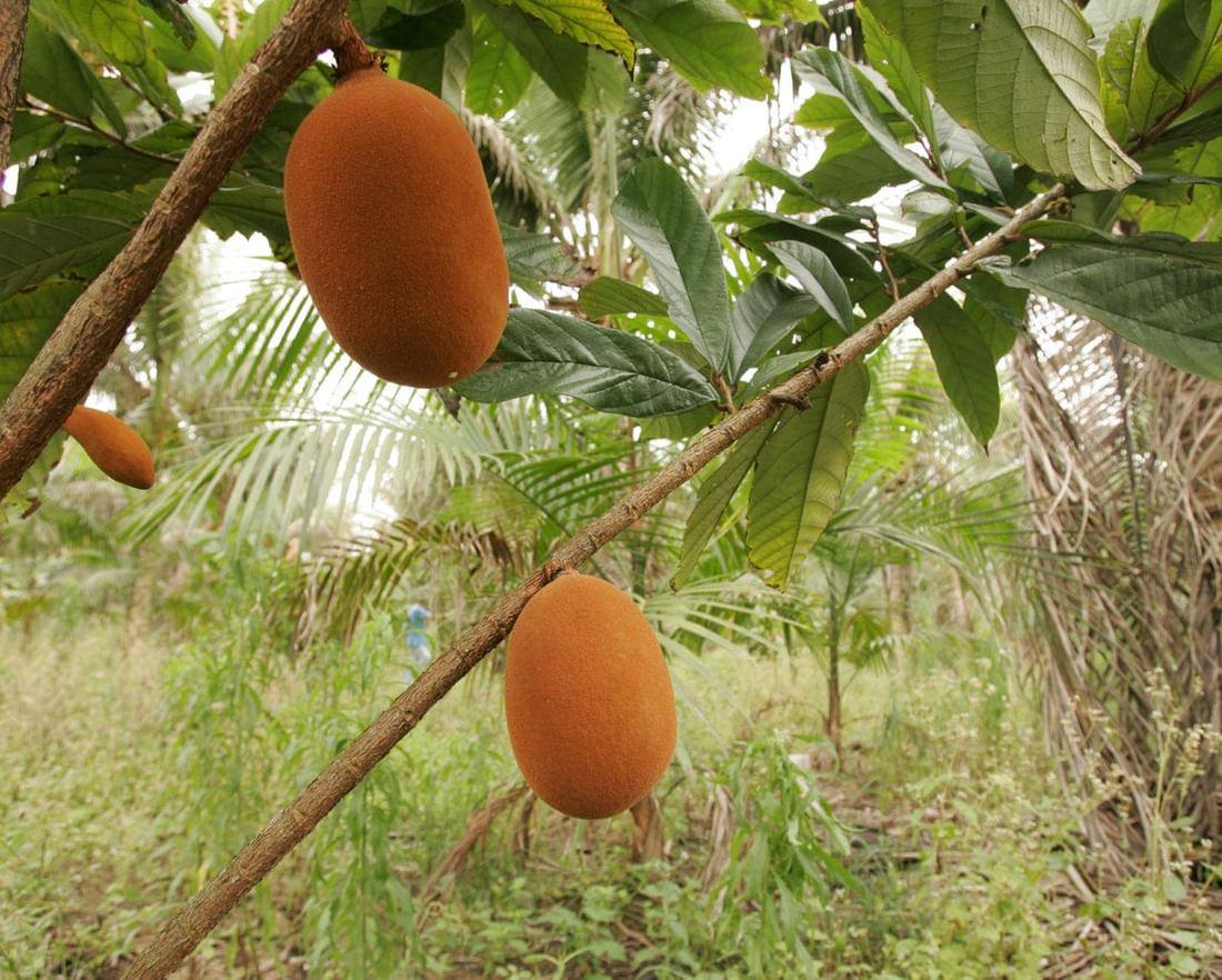 Fresh cupuacu