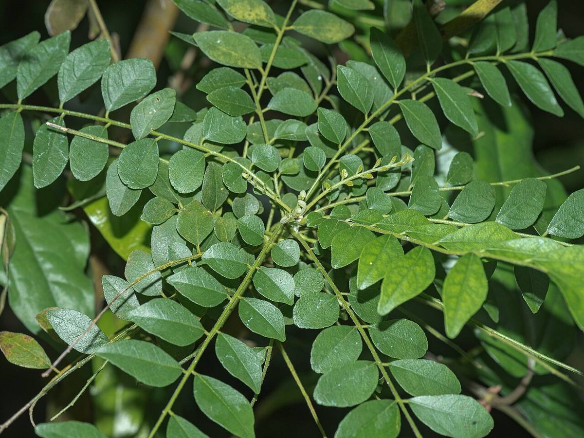 Murraya koenigii Roxburgh 1798 2-112 (Curry Leaves)