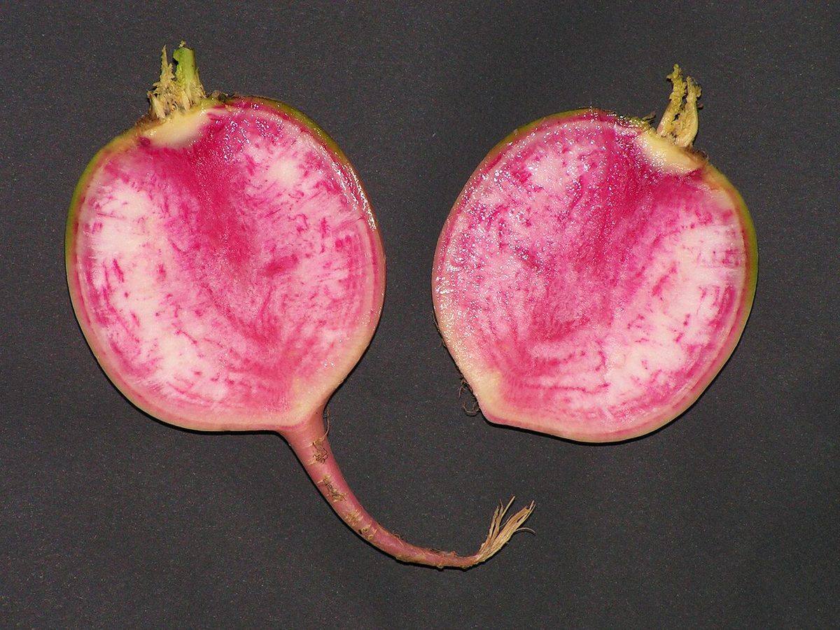 Raphanus sativus subsp acanthiformis (Daikon) Rozovyi blesk misato20140130 05 (Daikon)