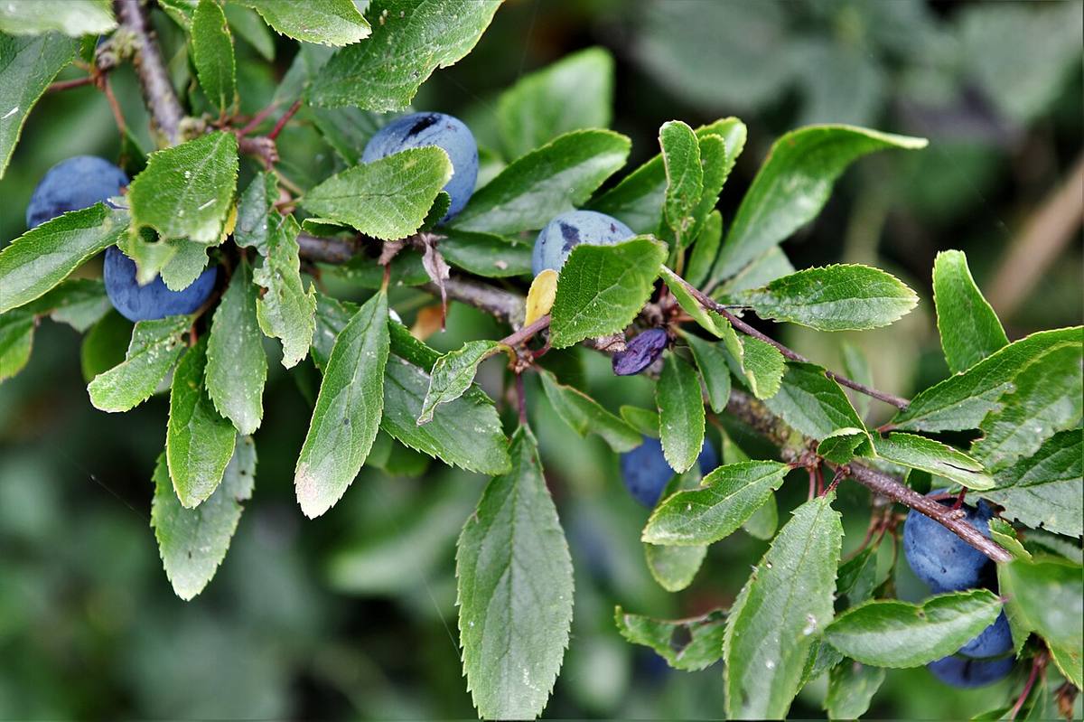 Damsons — photograph from Wikimedia Commons