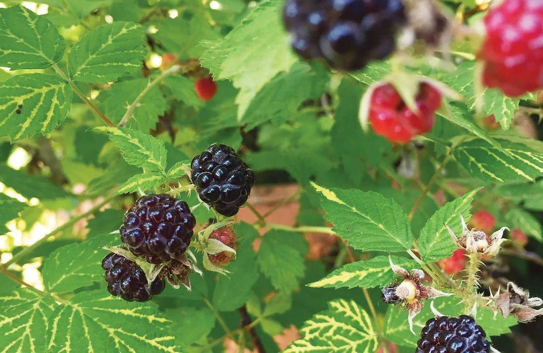 dewberries