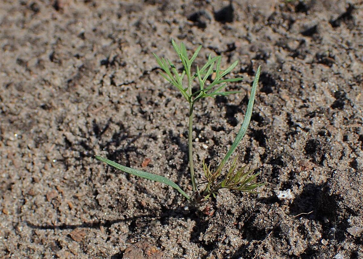 Dill — photograph from Wikimedia Commons