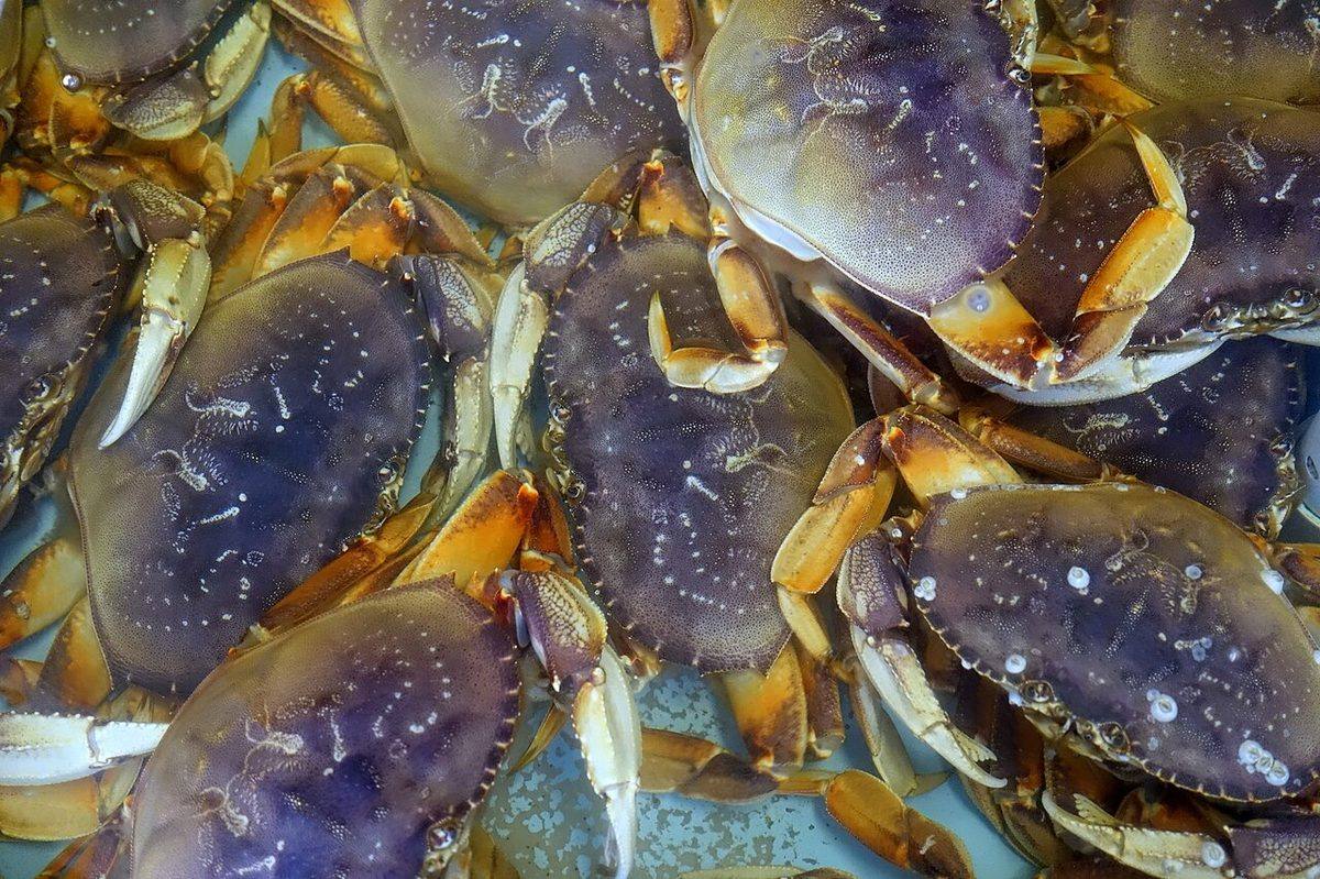 Dungeness crabs, Alioto-Lazio Fish Market - San Francisco, CA - DSC02055 (Dungeness Crab)