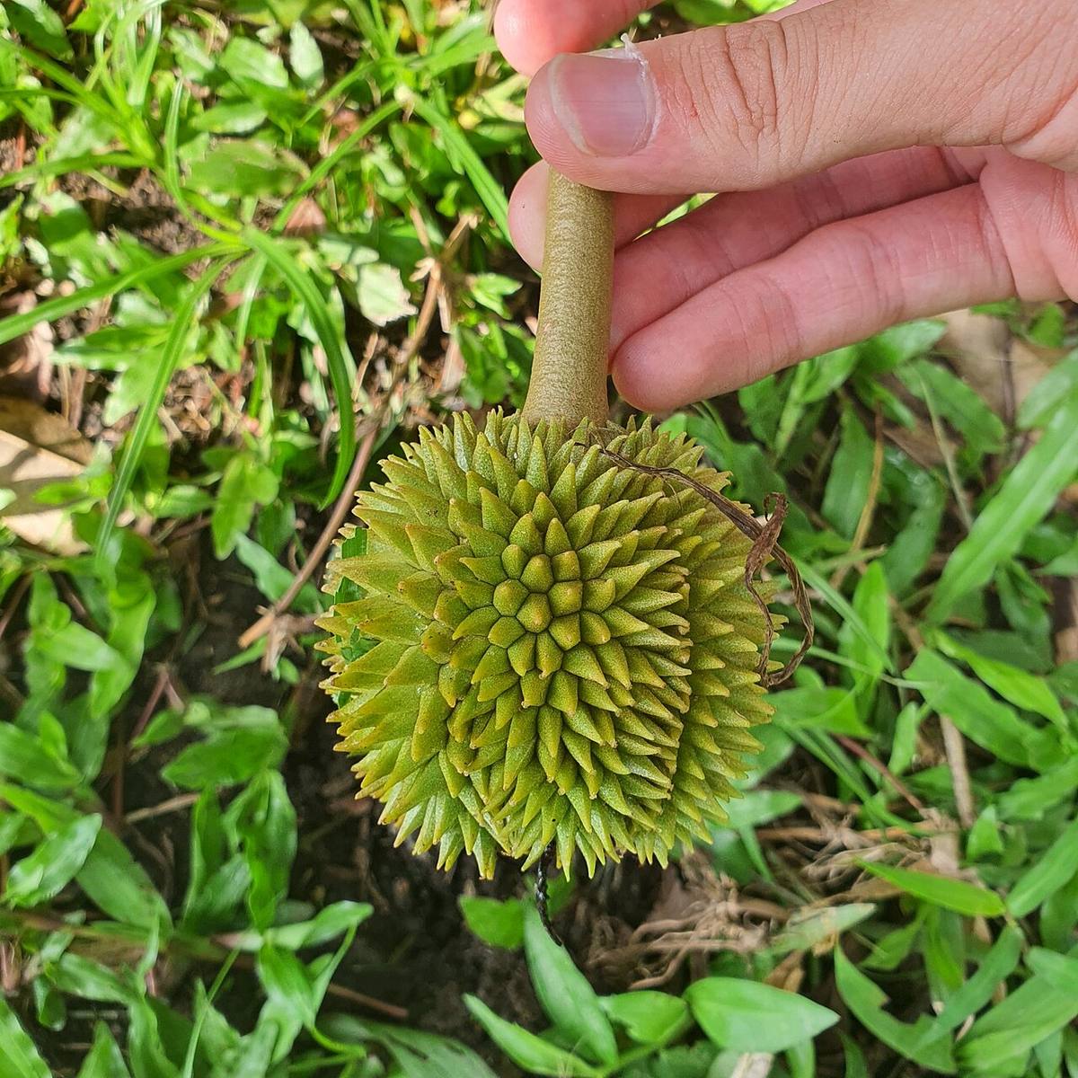 Durio zibethinus 337319325 (Durian)
