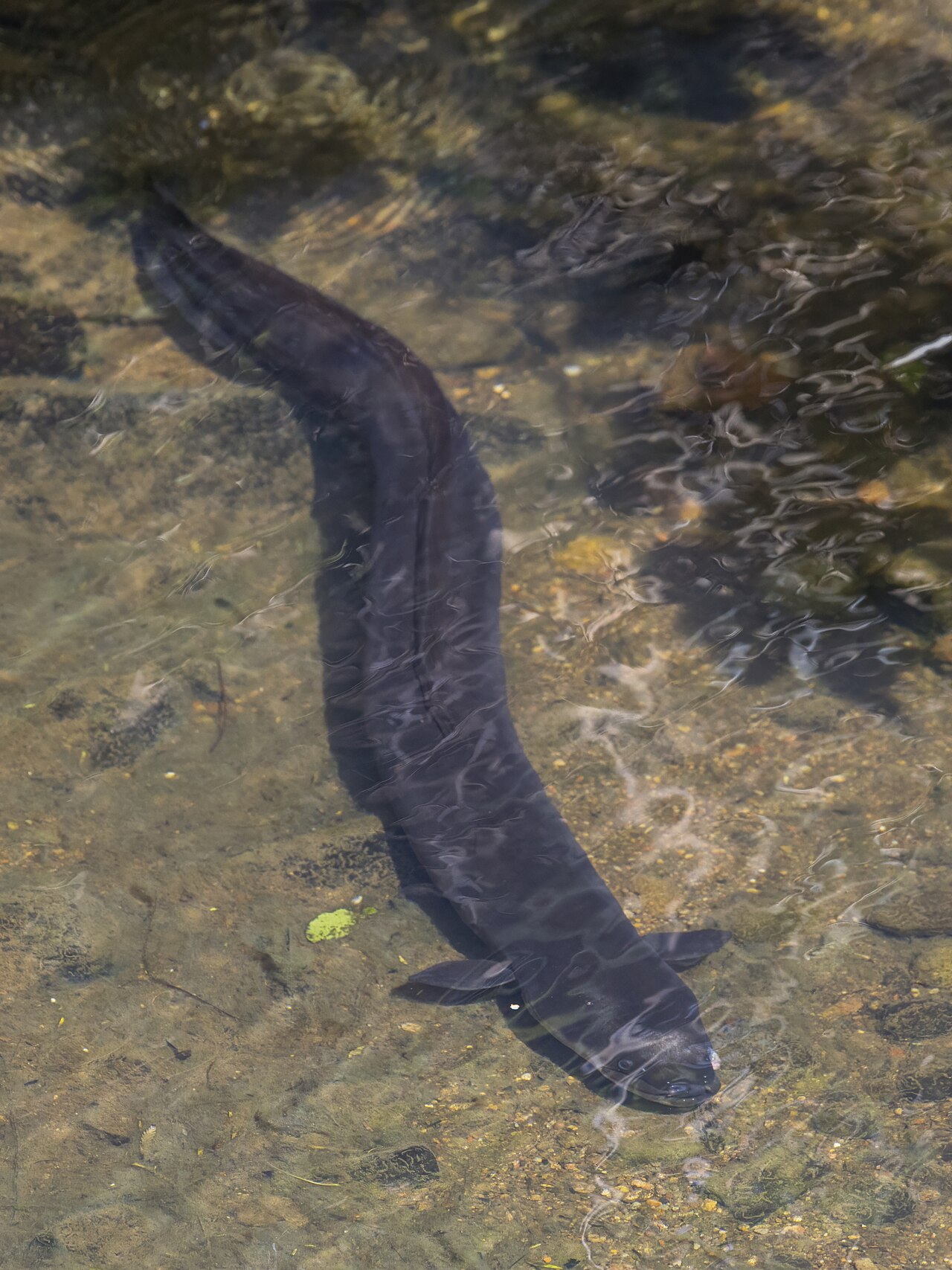 Eel — representative photograph from Wikimedia Commons