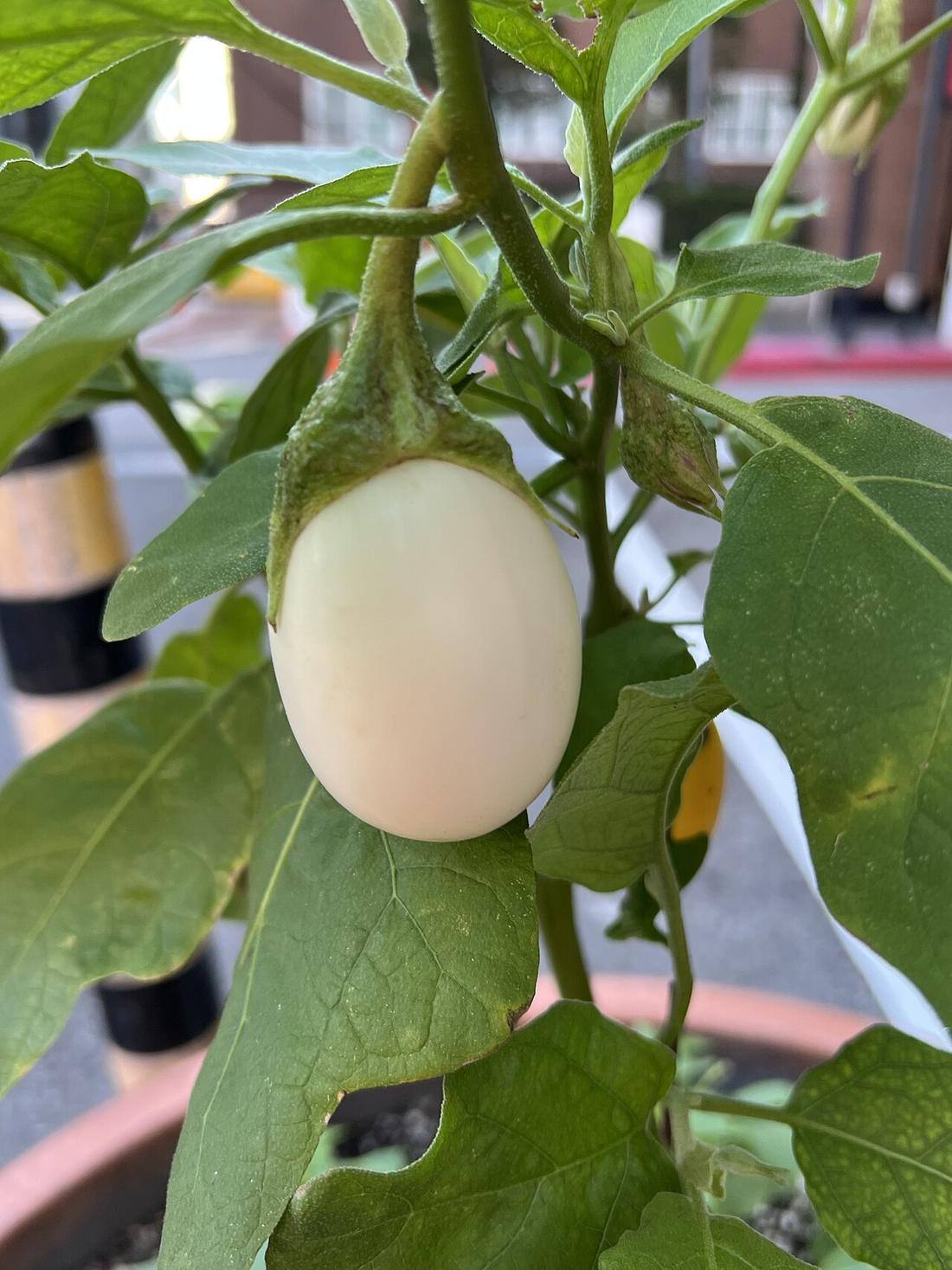 Japanese White Eggplant
