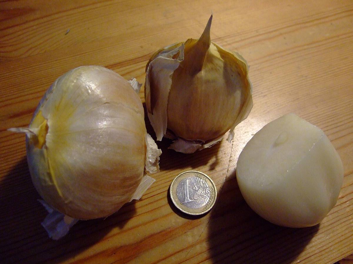 Allium ampeloprasum var. ampeloprasum - antes de florecer (Elephant Garlic)