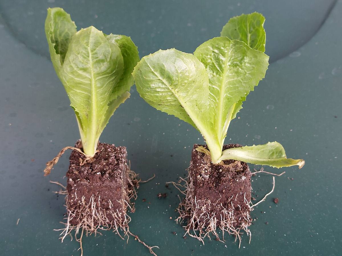 Cichorium endivia kz05 (Endive)