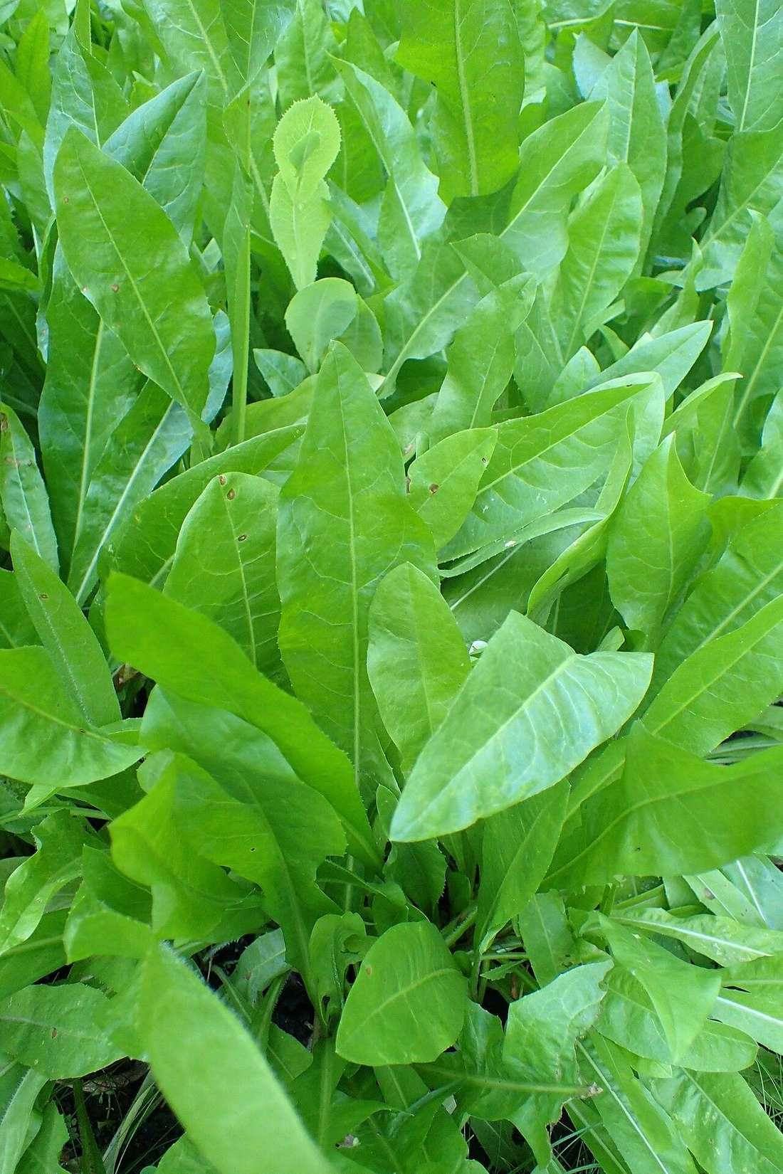 Cichorium endivia kz1 (Escarole)