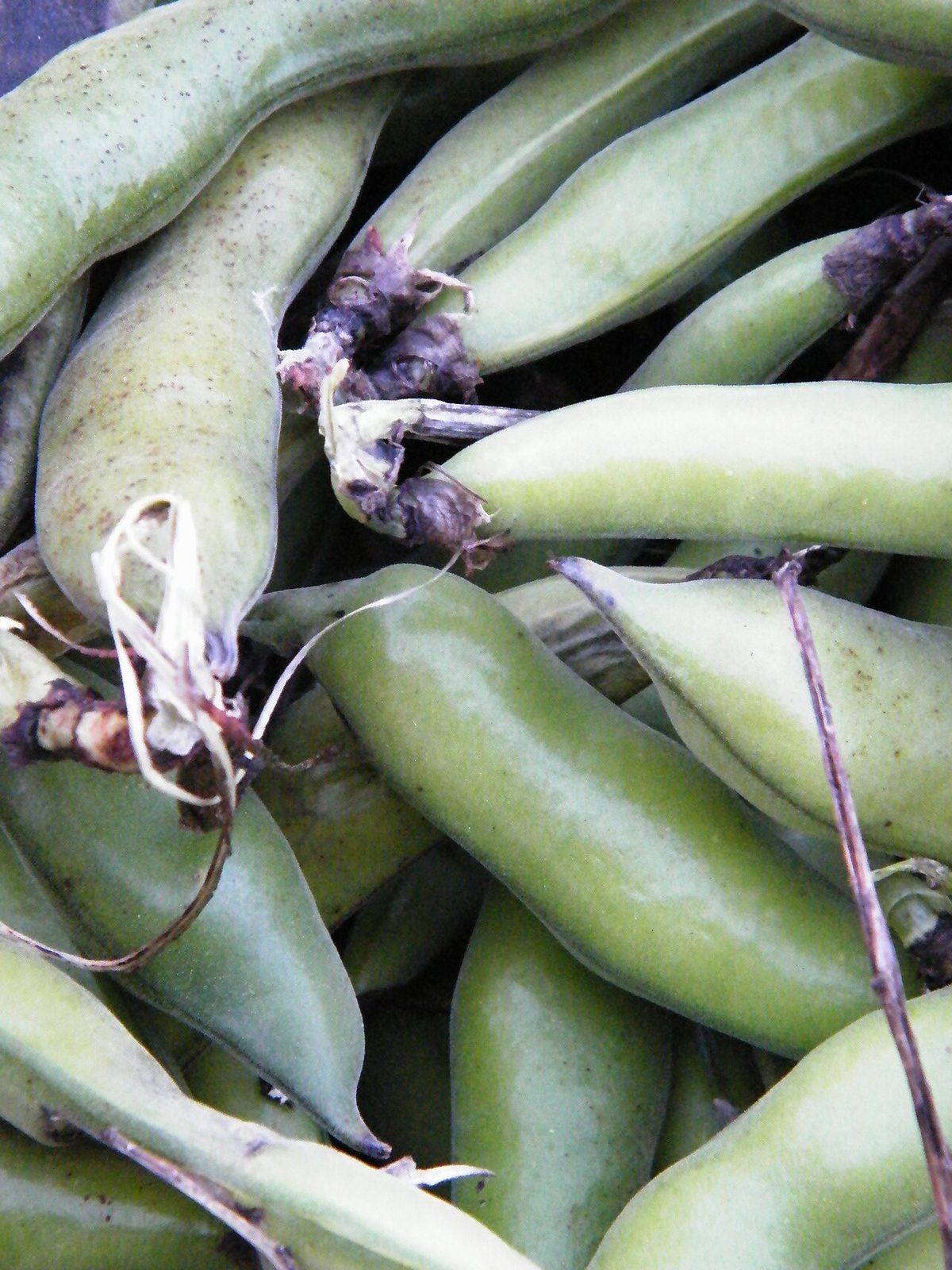 Fava beans at the Sonoma Farmer's Market - Sarah Stierch (Fava Beans)