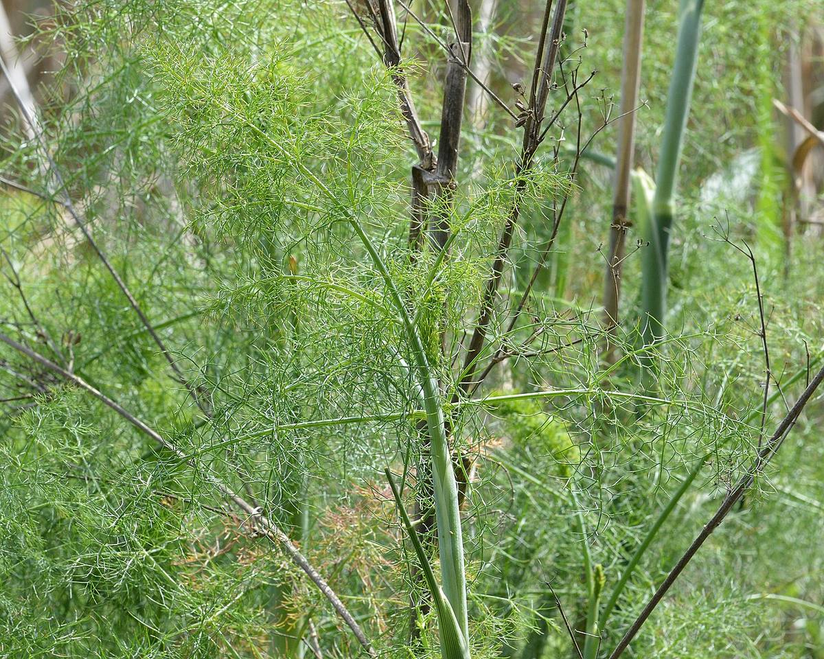 Theba pisana on Foeniculum vulgare, Montbazin, Hérault 01 (Fennel)