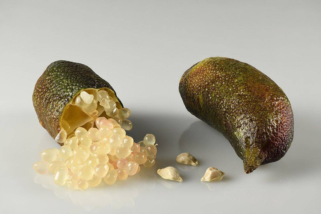 Finger lime with juice vesicles and seeds partially extracted (Finger Limes)