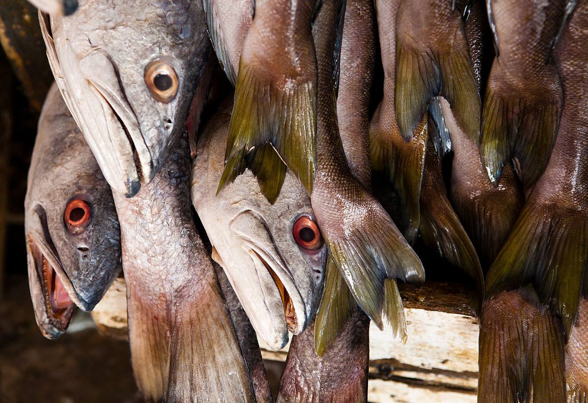 Oriental Darter with fish, Nepal