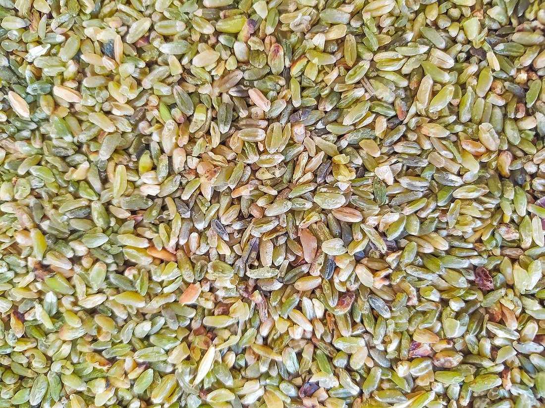 Freekeh — photograph from Wikimedia Commons