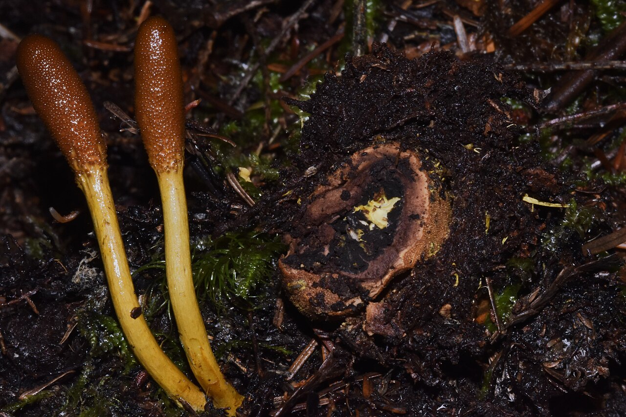 Tolypocladium Ophioglossoides 2024 (Fresh Truffles)