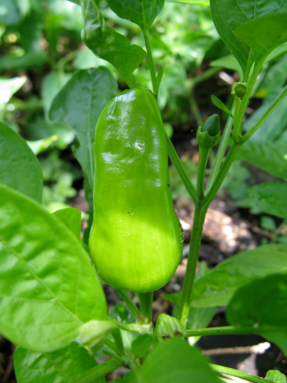 Fresno Peppers — representative photograph from Wikimedia Commons