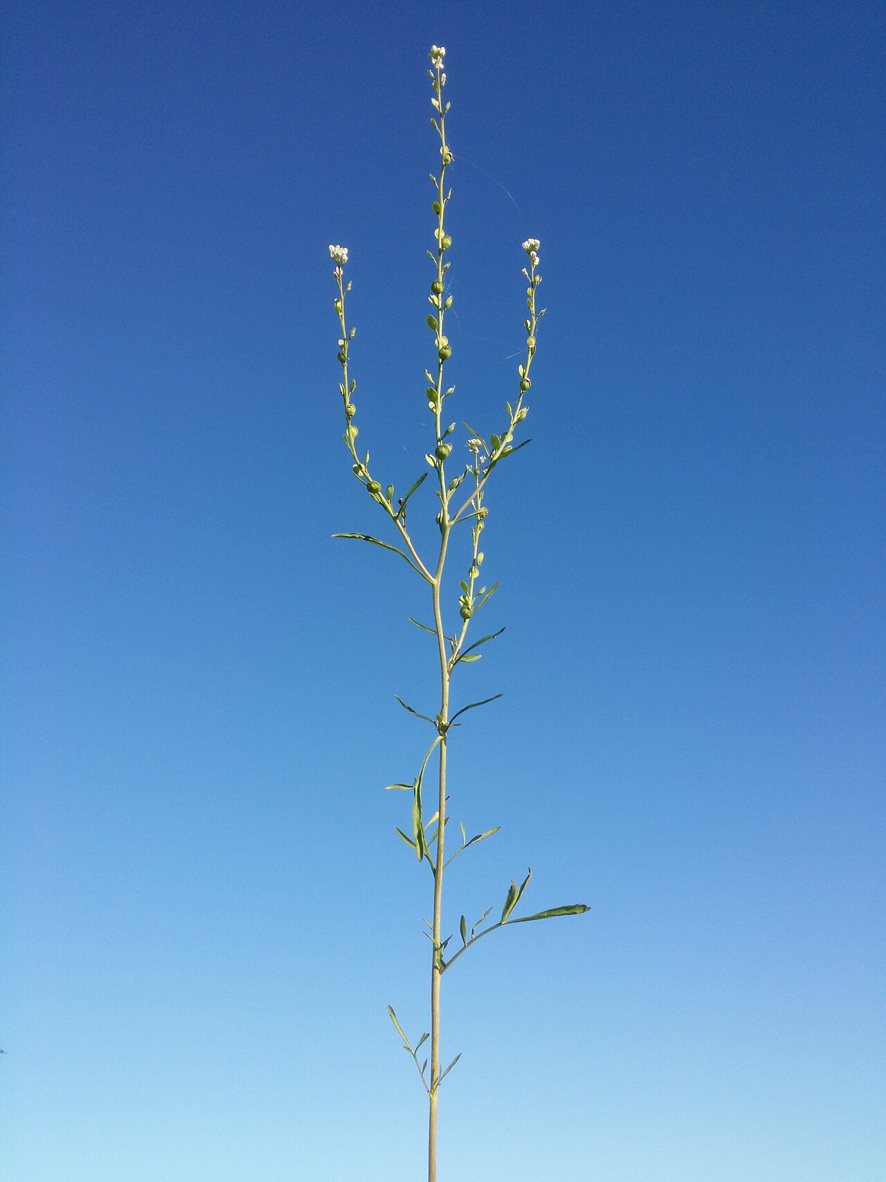 Lepidium sativum sl13 (Garden Cress)