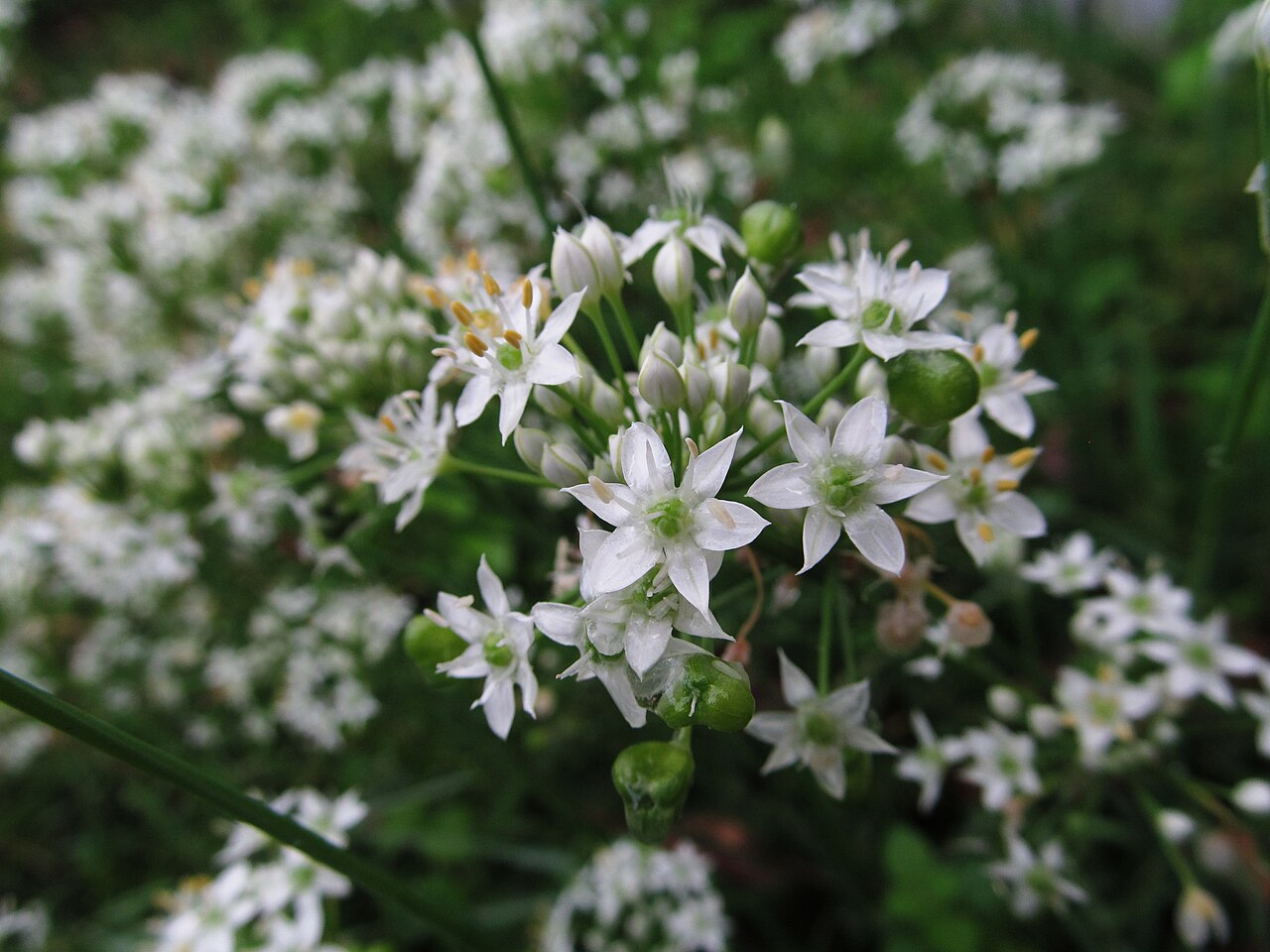Allium tuberosum Czosnek bulwiasty 2019-08-09 01 (Garlic Chives)