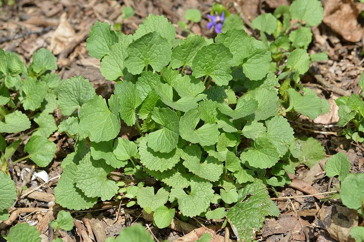 Knoblauchrauke (Alliaria petiolata)-20220502-RM-123023 (Garlic Mustard)