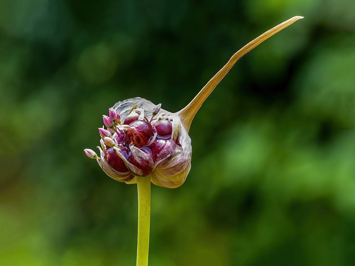 Garlic bulbs and cloves (Garlic Scapes)