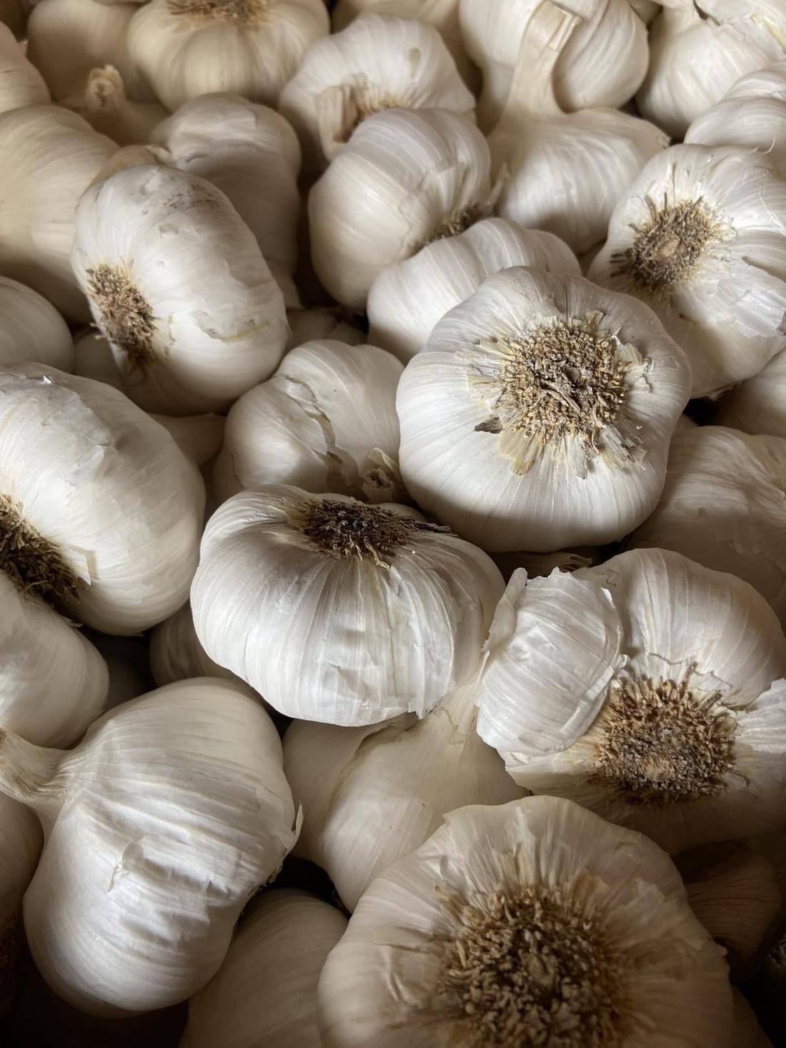 Garlic