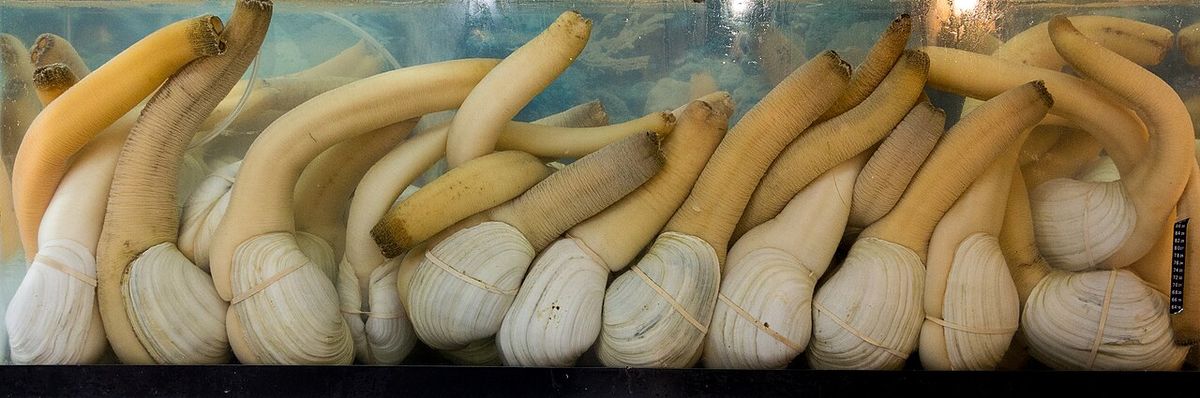 Geoduck — representative photograph from Wikimedia Commons
