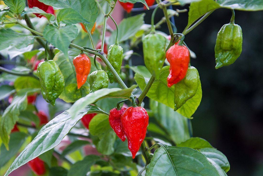 Bhut-Jolokia-pc (Ghost Peppers)