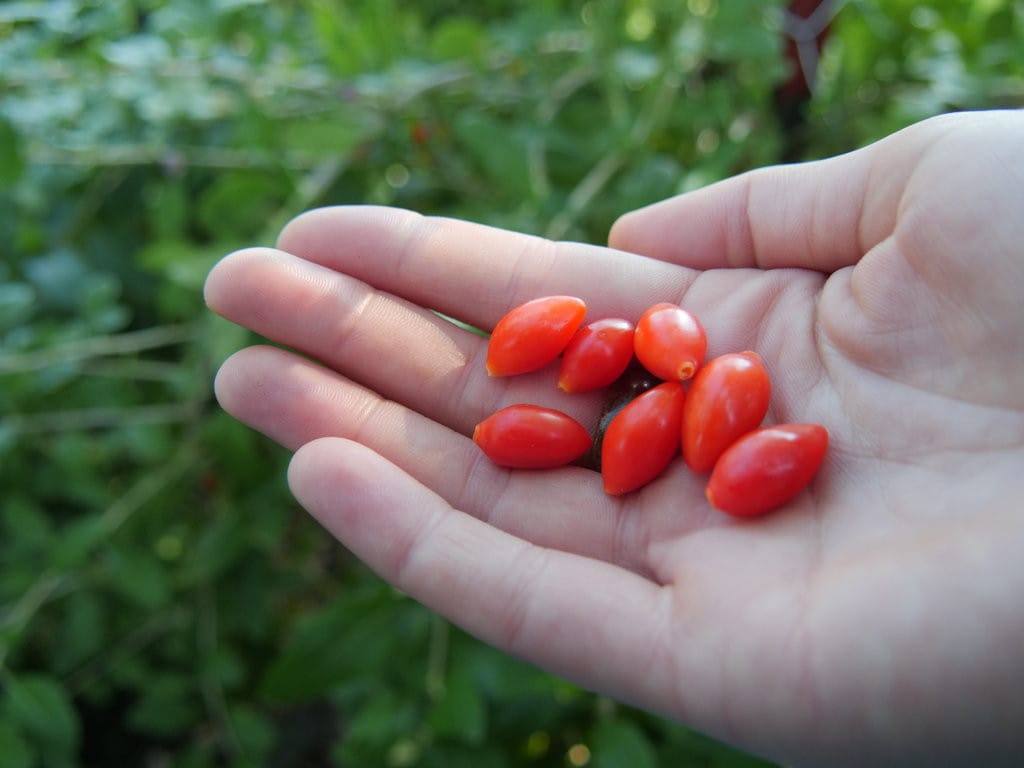 goji berries