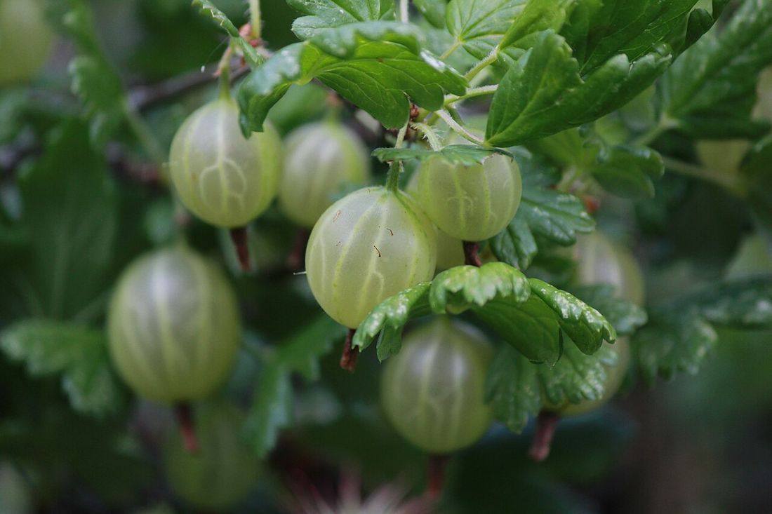 Ribes uva-crispa Hedemora 01 (Gooseberries)