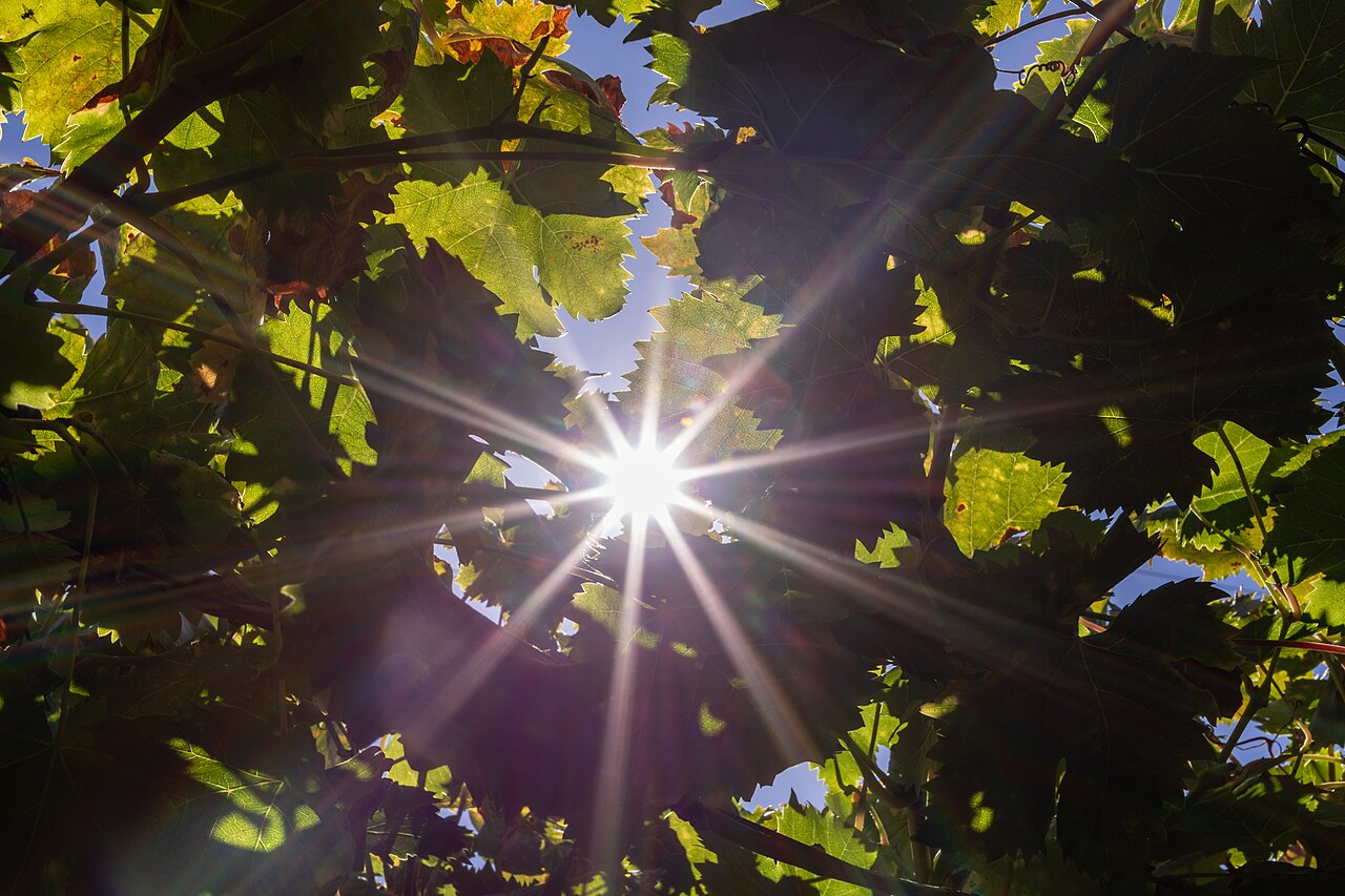 Calitzdorp (ZA), Weingut, Weinblätter -- 2024 -- 2660 (Grape Leaves)