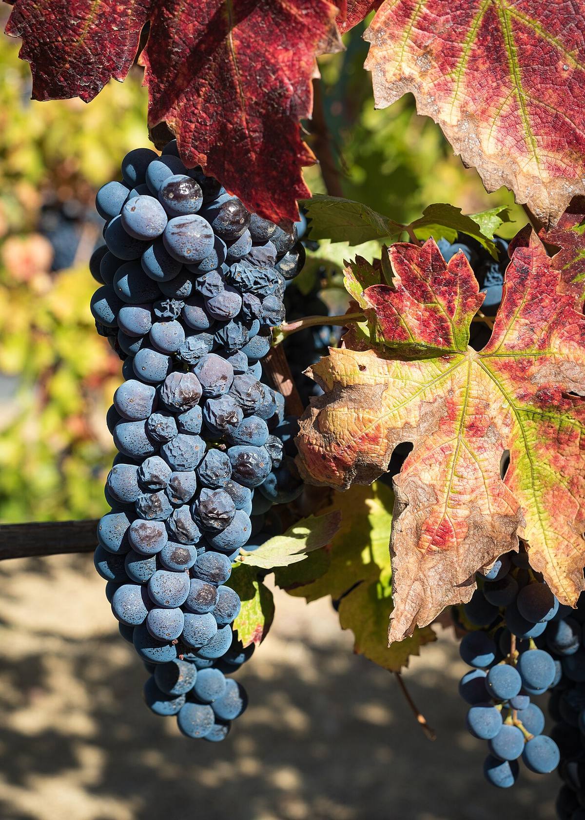 Bunch of fresh grapes
